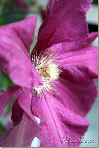 CStarClematis_Macro