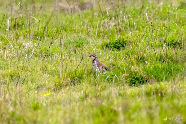 Kestrel