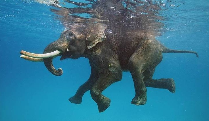  Gambar  Gajah  Berenang HD di Laut  Terbaru gambarcoloring