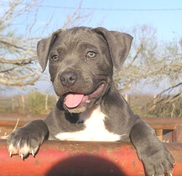 pitbull puppies pictures. cute pitbull puppies pictures.