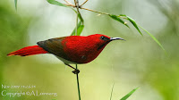 Burung Madu Ekor Merah ( Aethopyga temminckii / Temminck )