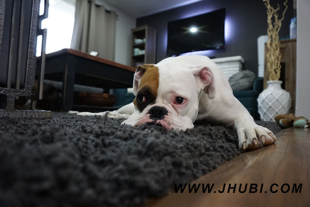 how to buy Pet Friendly Rugs?