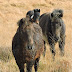 EQUINE FRIENDS