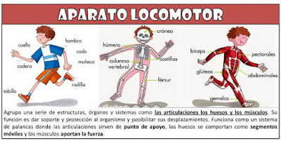 https://cienciasnaturales.didactalia.net/juegos/tag/aparato%20locomotor