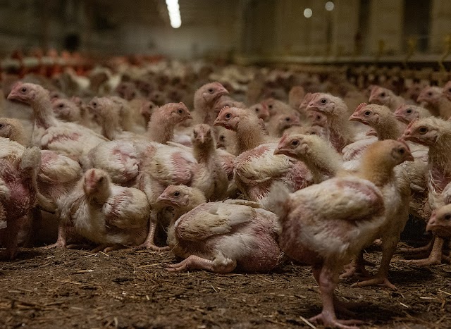 What Are the Disadvantages of Eating Broiler Chicken?
