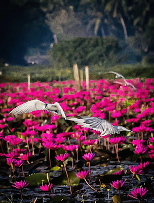 Cherumukku Ambal Padam, Water Lily Kerala