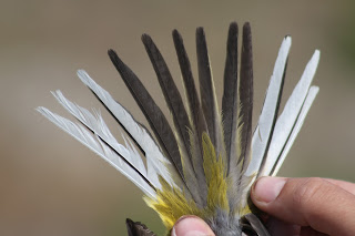 Male Grey Wagtail Tail