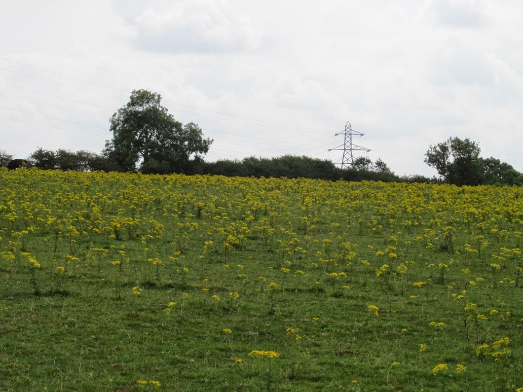 River Soar 020