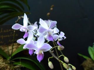 Phalaenopsis equestris