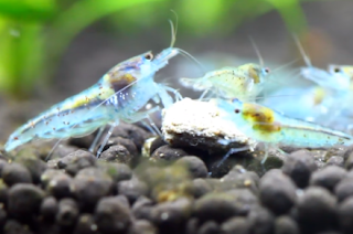 Blue Pearl Shrimp.