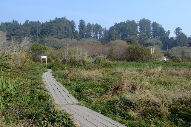 boardwalk over moist bit