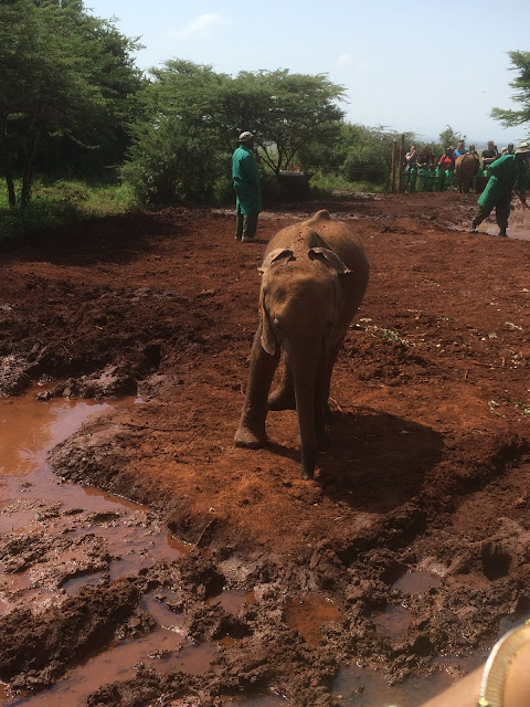 David Sheldrick Wildlife Trust orphan baby elephant