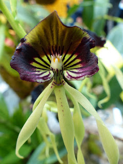 Orchidée coquillage - Orchidée pieuvre - Orchidée noire - Prosthechea cochleata - Encyclia cochleata