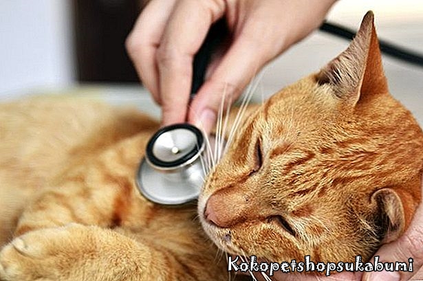 Cara Mengobati Kucing Sakit Tanpa Ke Dokter