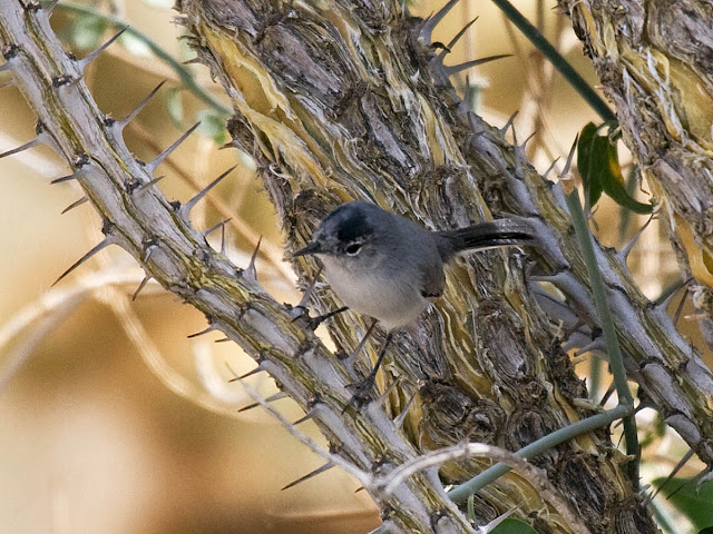 Black-tailed Gnatcatcher