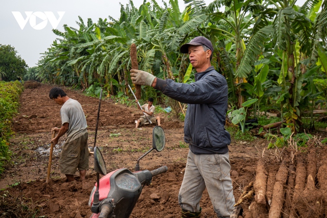 Trồng củ cọc, nông dân bãi giữa sông Hồng thu hàng trăm triệu đồng mỗi năm - Ảnh 7.