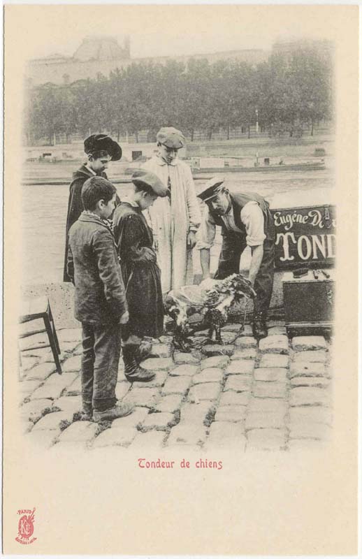 Hair Raising Dog Shaving in Paris