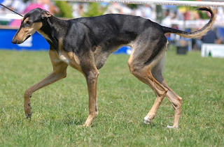 Polish Greyhound Appearance