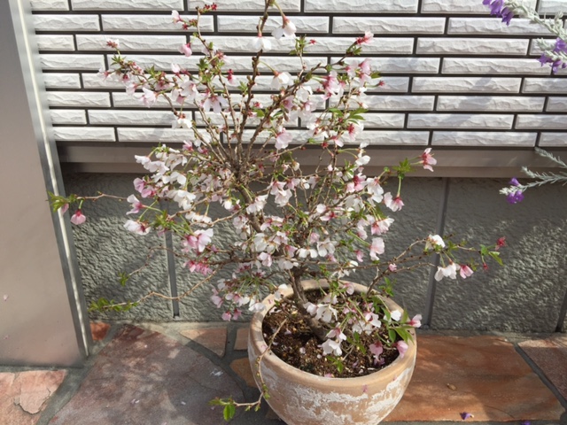 桜の鉢植え 育て方 栽培記録 桜の鉢植え 育て方 栽培記録 15 16