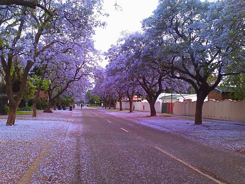 The Purple Paradise, Pretoria in South Africa is popularly known as the Jacaranda City due to the thousands of Jacaranda trees planted in its streets, parks and gardens. This is the months of October and November, Pretoria is transformed into a glowing purple mass - around 40 000 and 70 000 Jacaranda trees in Pretoria are in bloom! Jacarandas line the streets and dot the parks and gardens throughout the city and purple carpet their floors with their bee-attracting blossoms. 