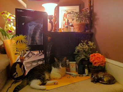 Dr. Isosceles Cat is in. - Stein Your Florist Co.