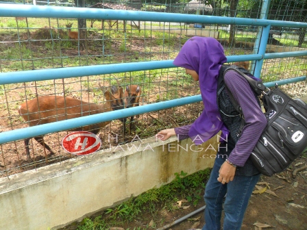 Jelajah Wisata Kebun Binatang Mangkang Semarang Harian Jateng