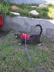 Cat wearing secure Ruffwear harness