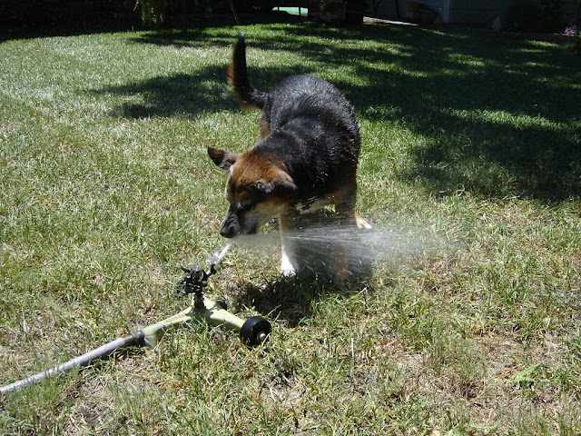 32 pictures of dogs vs sprinklers, funny dog pictures, funny dogs, dogs vs sprinklers, dogs play with sprinklers