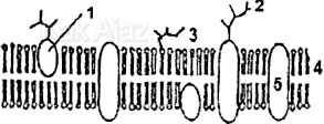 Struktur membran sel: protein perifer, integral, glikolipid, glikoprotein, fosfolipid, soal Biologi UN 2017