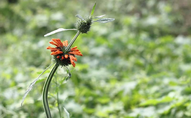 Lions Ear Flowers Pictures