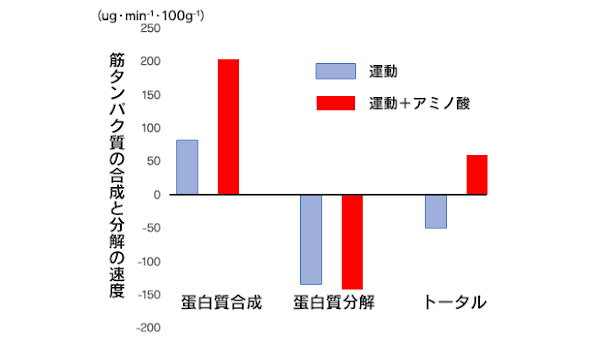 筋肉の分解と合成