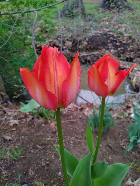 orange tulips