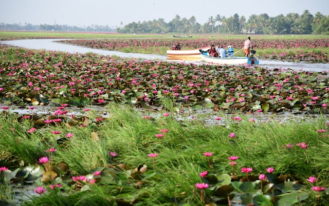 മനം മയക്കും മലരിക്കൽ....ആമ്പൽ  ടൂറിസം കാണാൻ മന്ത്രി  മുഹമ്മദ് റിയാസ്  ചൊവ്വാഴ്ച  എത്തും 
