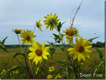 Hammonasset SP_022