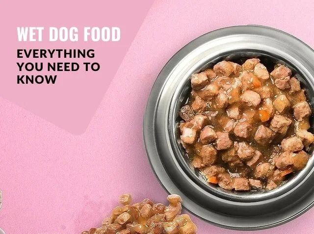 Is it good for dogs to eat wet dog food