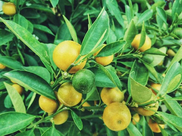 Benefits of lemon in olive oil