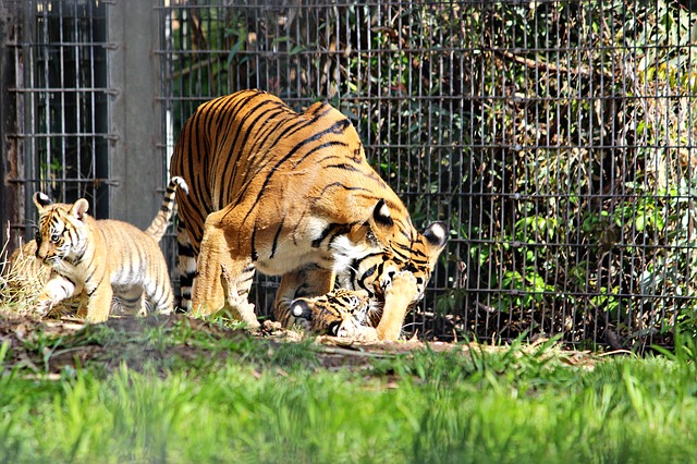 Tigress with cubs in captivity