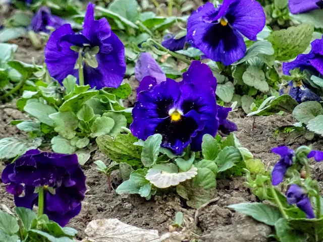 Flores de pensamiento en tierra.