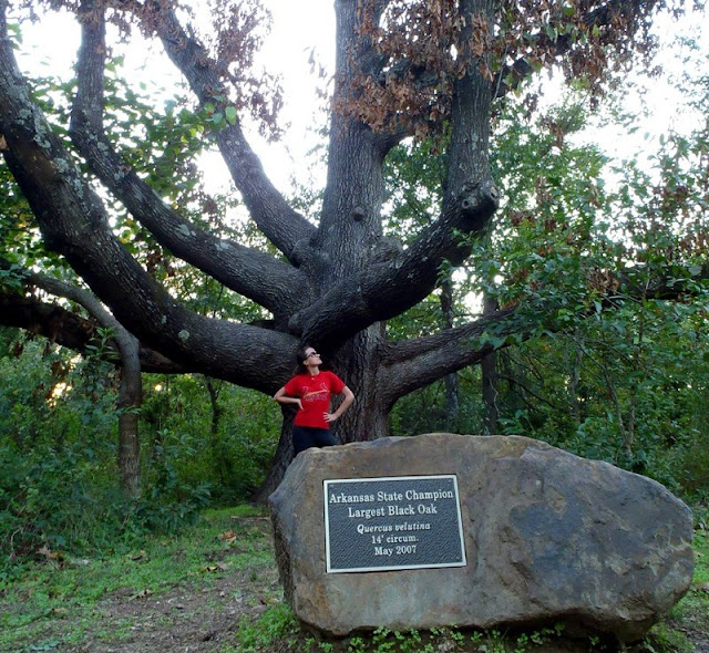 black oak, lake fayetteville trails, Arkansas