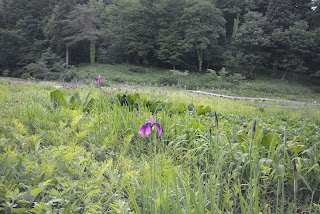 たきがしら湿原2014