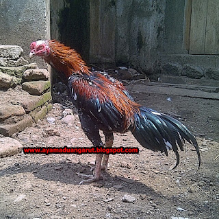 ayam birma super pukul taji, ciri ayam tulak, rawatan ayam adu dengan mandi uap, jual anakan birma jawara, warna birma jawara Cirebon, aduh ayam super agustus 2015, jual ayam birma asli impor, ayam aduan pakhoy, ayam birma f1, warna-warna bulu ayam Birma super, jual ayam Birma impor, peternakan ayam Birma impor, ayam adu berkualitas, ayam aduan birma, Mathai, Vietnam, ciri-ciri ayam aduan Saigon