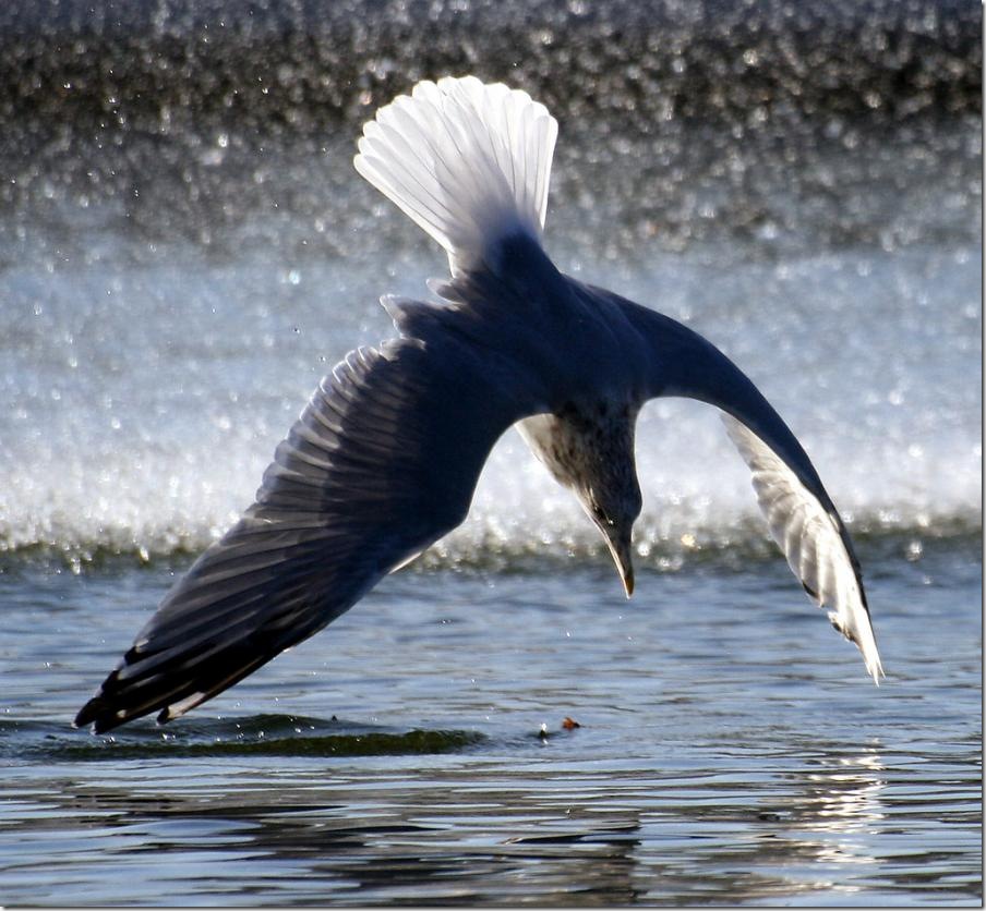 Bird Dive