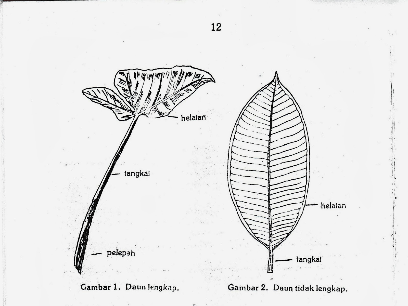 MORFOLOGI TUMBUHAN: BELAJAR MORFOLOGI DAUN