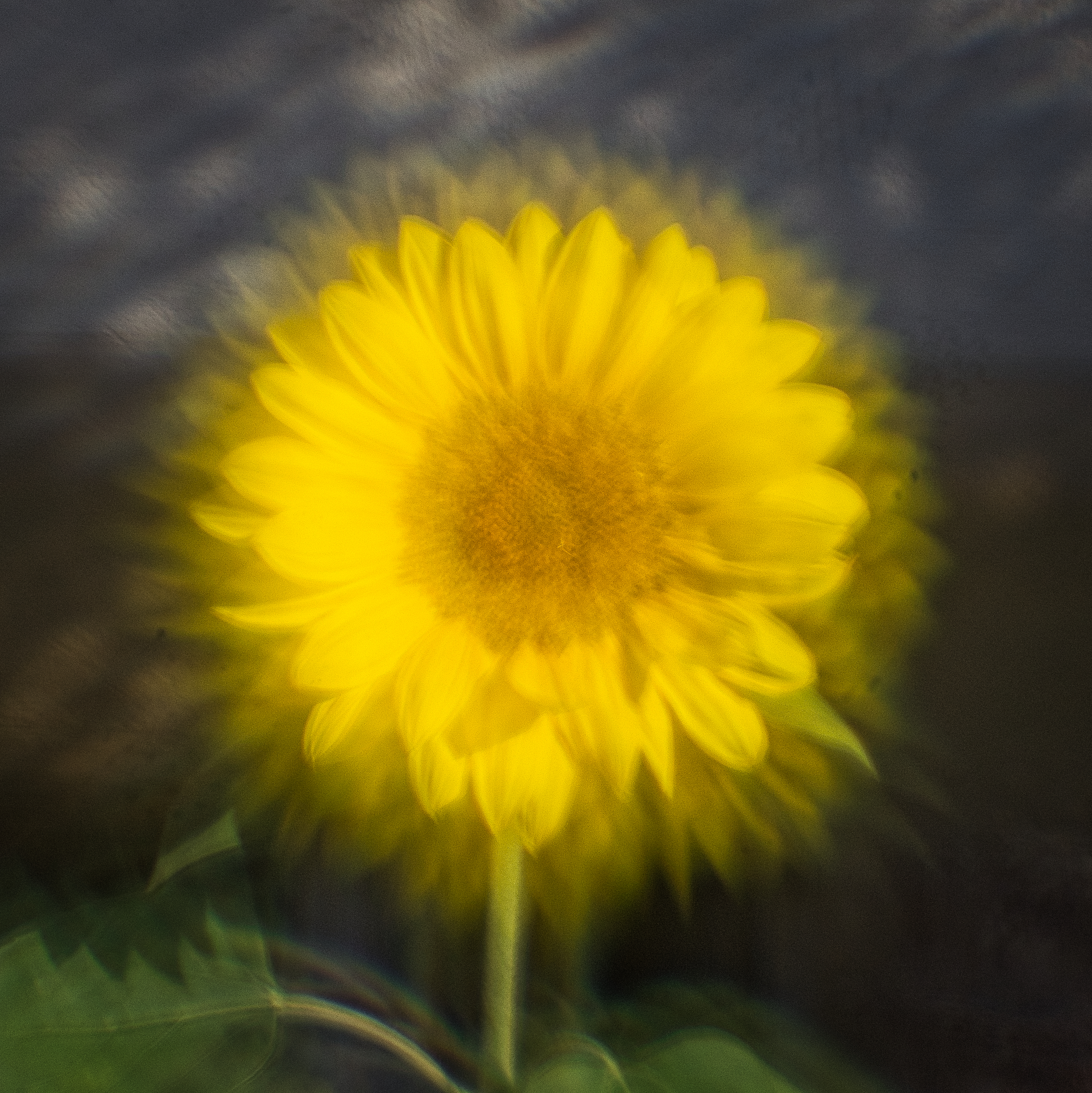 Bild der Woche #134 (KW 29/2022) — Kollimator 3.0 #23 — Das quadratische Bild #15 — Kollimatorte, siebgeblendete Sonnenblume