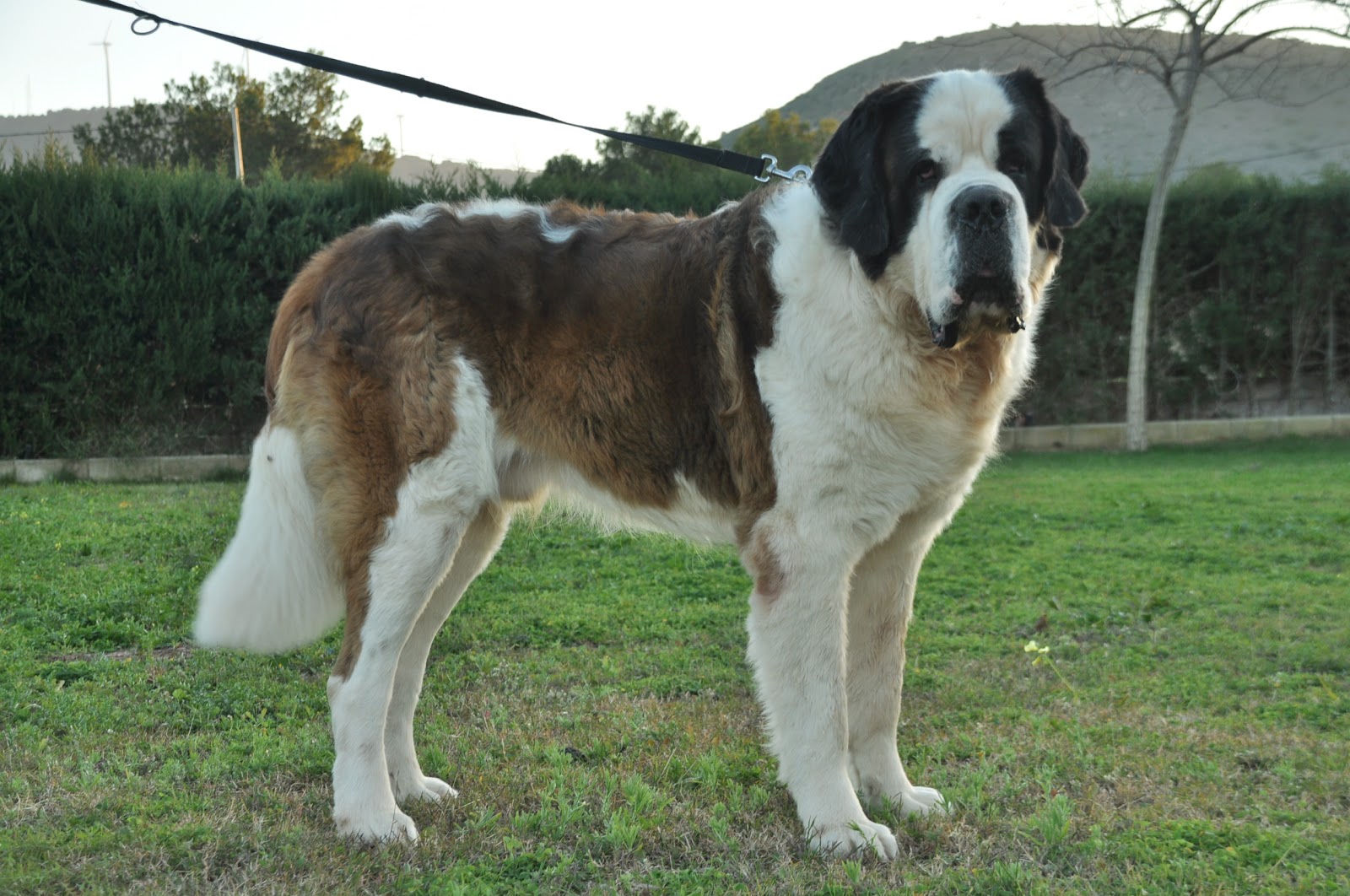 San Bernardo Pelo Corto - Finos Cachorros San Bernardo (pelo Corto) en 