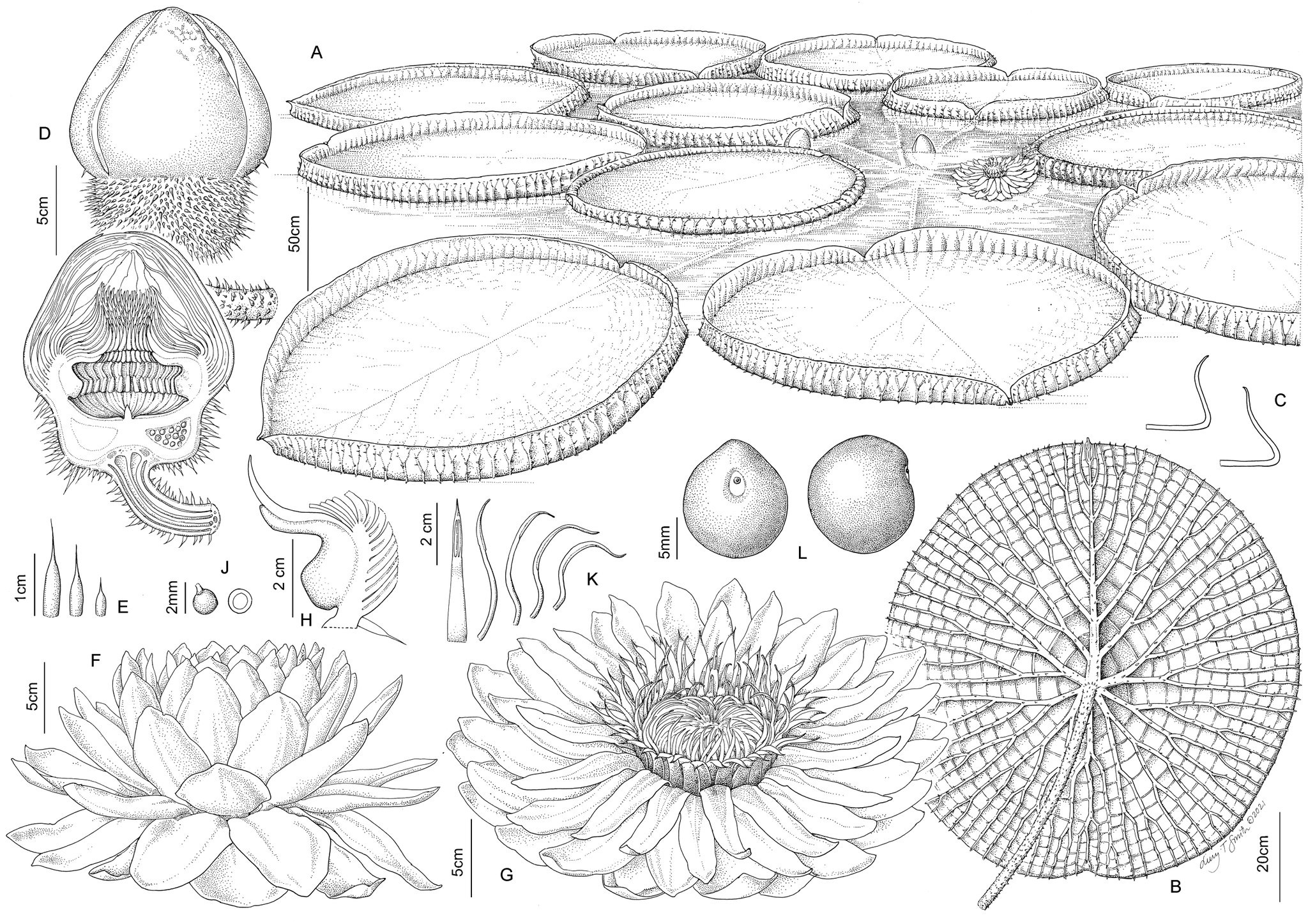 Frontiers  Revised Species Delimitation in the Giant Water Lily Genus  Victoria (Nymphaeaceae) Confirms a New Species and Has Implications for Its  Conservation