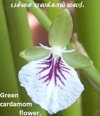 green cardamom flower