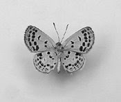 Smallest butterfly in the world