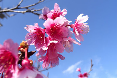 flor sakura