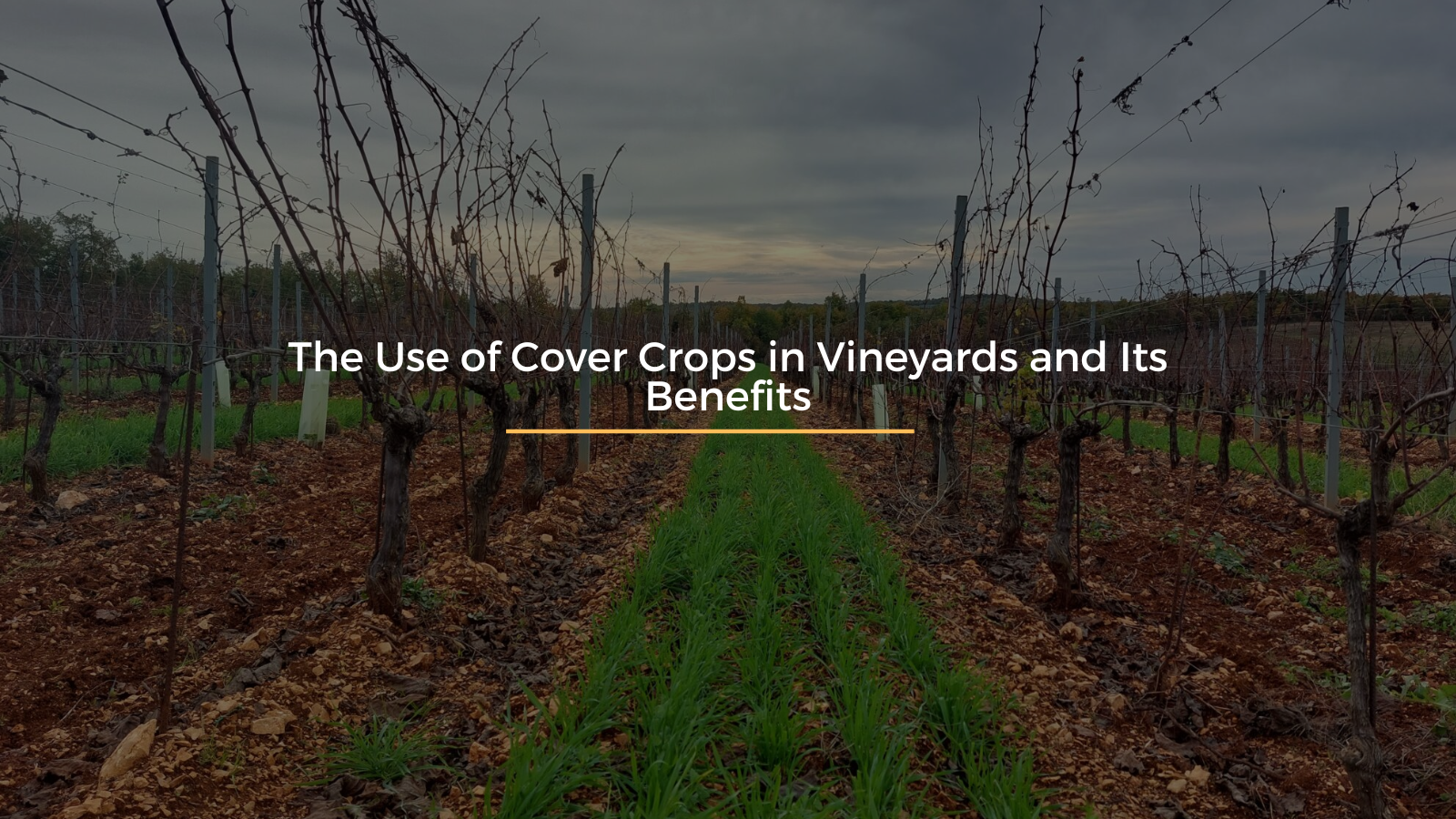 The Use of Cover Crops in Vineyards and Its Benefits